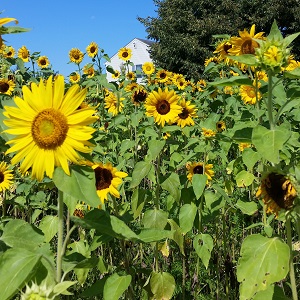Beautiful Field of Healthy Sunflowers