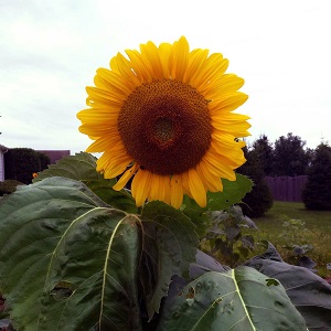 One Lone tall and strong yellow sunflower!